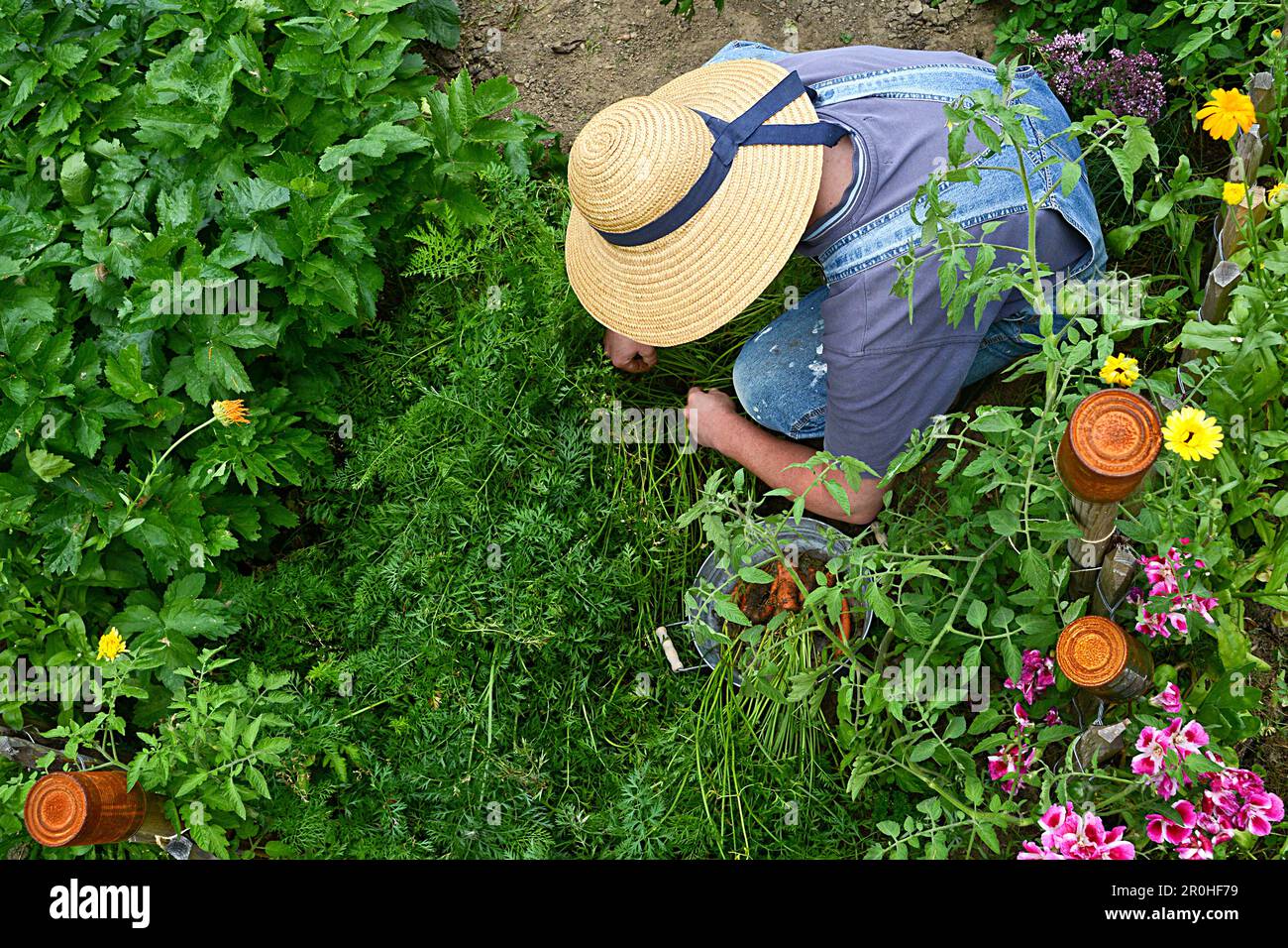 Eine Person, die Gartenarbeit leistet, Karotten erntet Stockfoto