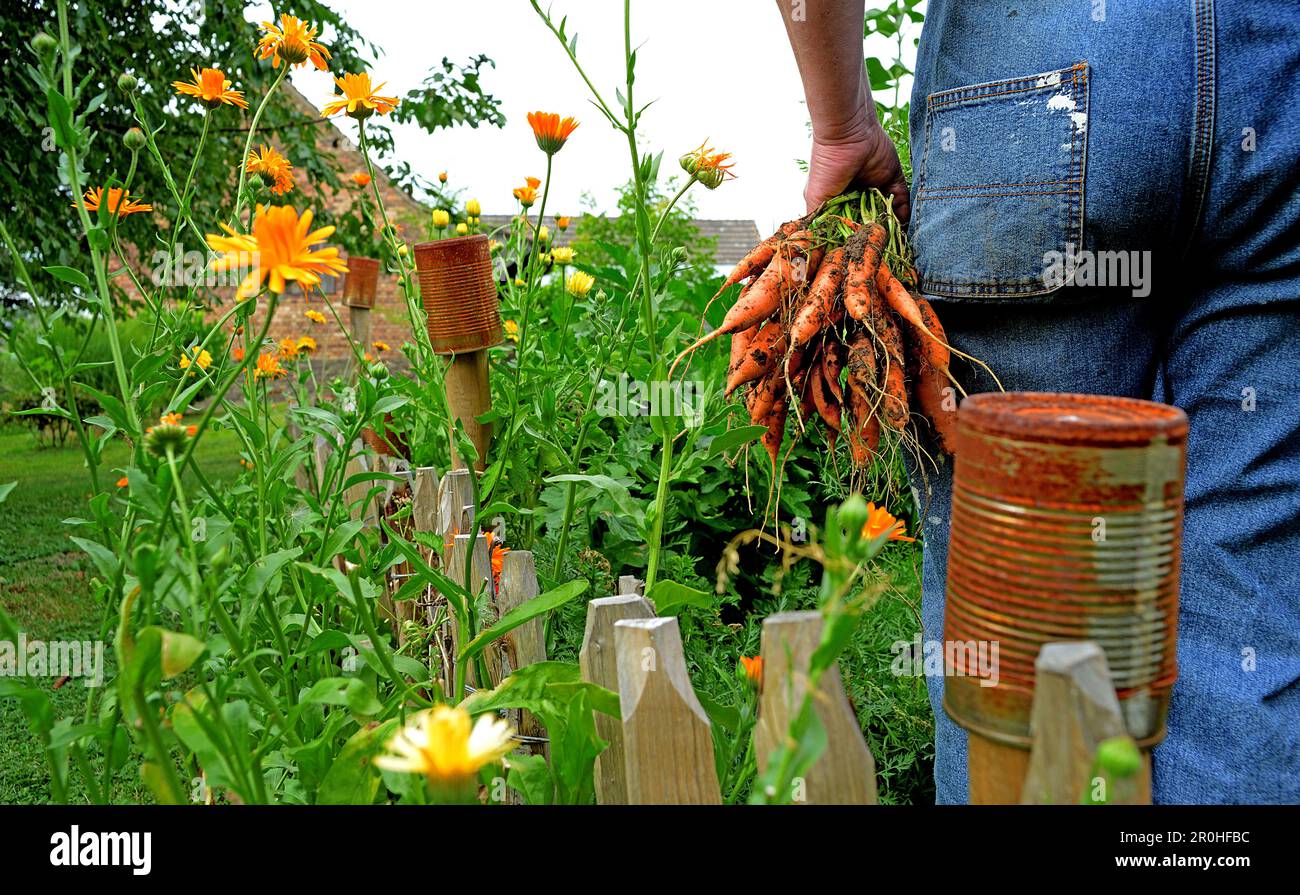 Eine Person, die Gartenarbeit leistet, Karotten erntet Stockfoto