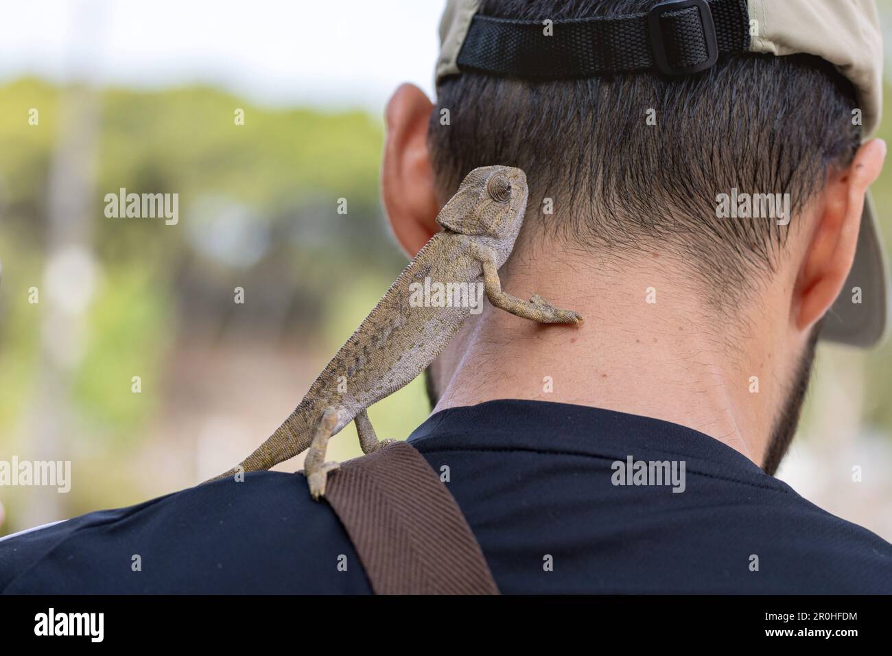 Mediterranes Chamäleon, afrikanisches Chamäleon, gemeines Chamäleon (Chamaeleo chamaeleon), zähme individuelle Klettern auf den Schultern eines Mannes, Spanien, Stockfoto