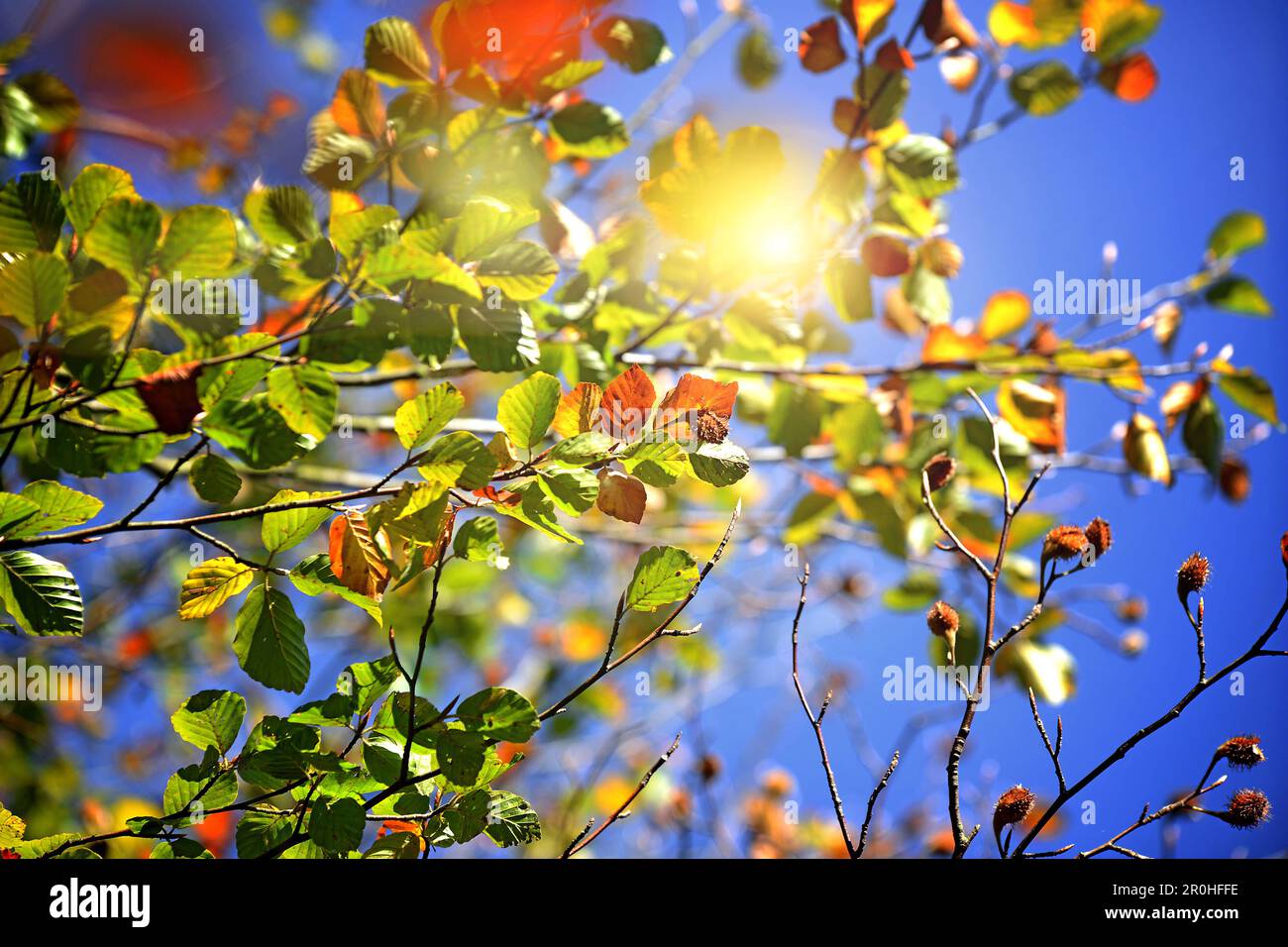 Buche (Fagus sylvatica), Herbstzweig in Hintergrundbeleuchtung, Deutschland Stockfoto