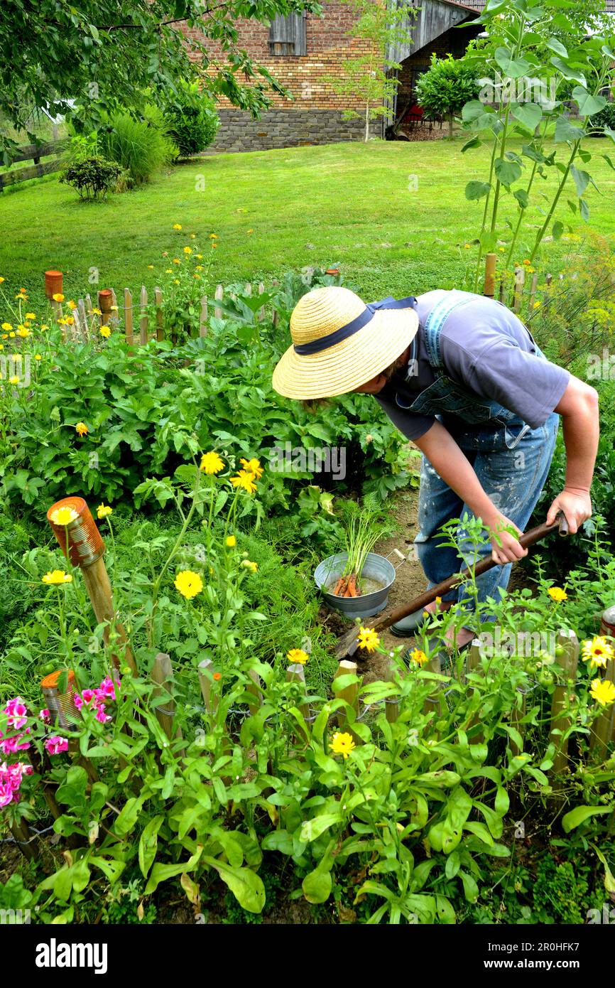 Eine Person, die Gartenarbeit leistet, Karotten erntet Stockfoto