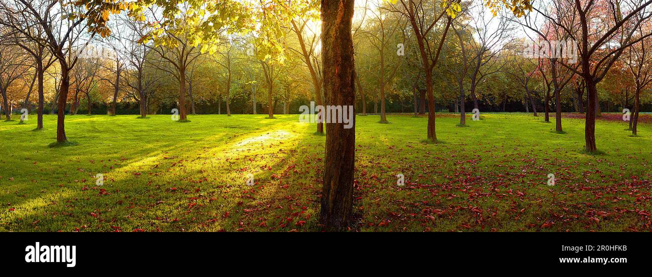 park in der Abendsonne, Deutschland Stockfoto