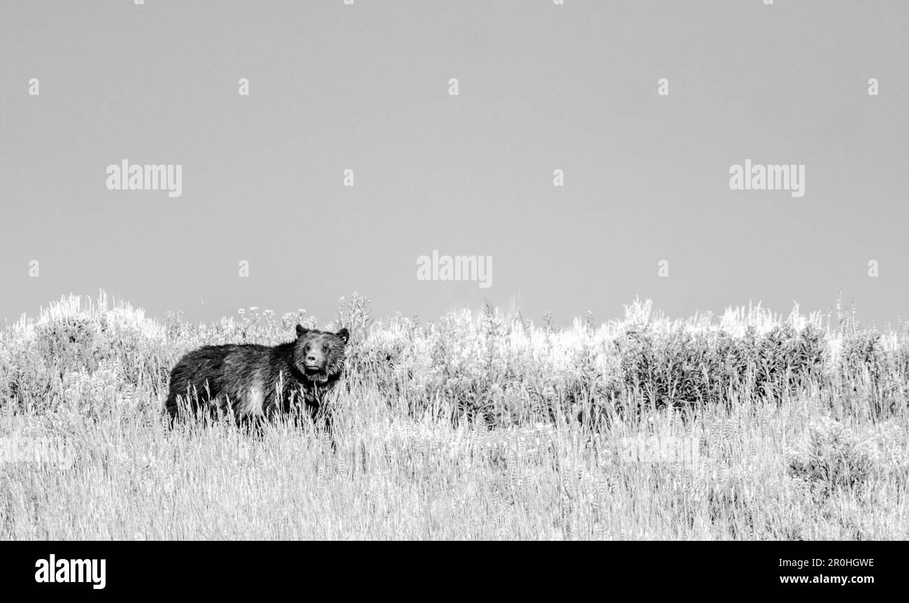 Grizzly Bear blickt mit hohem Kontrast zurück auf den Gipfel Eines Grashügels Stockfoto