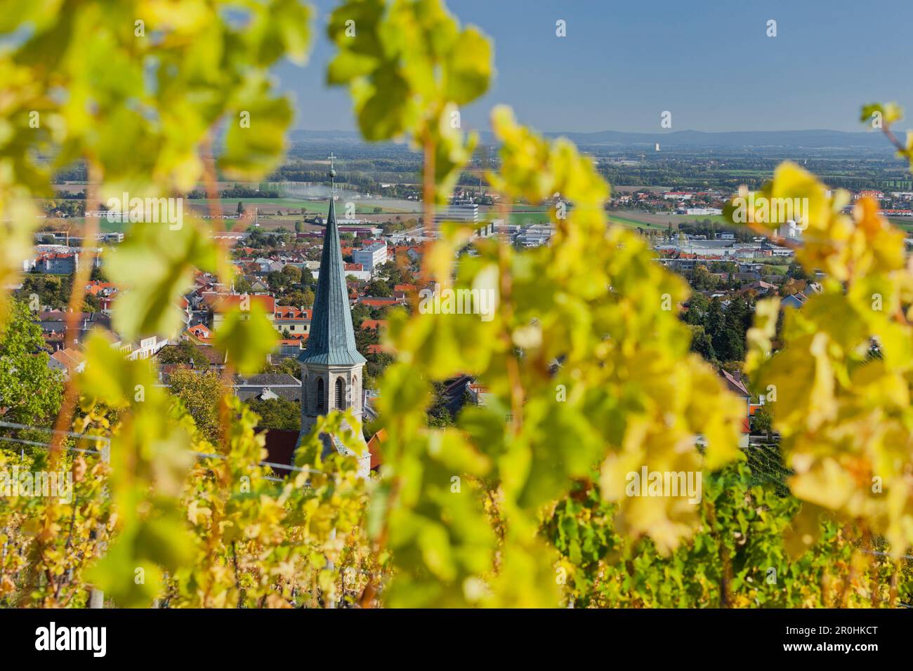 Blick auf die Kirche durch Reben, Thermenregion, Gumpoldskirchen, Niederösterreich, Österreich Stockfoto