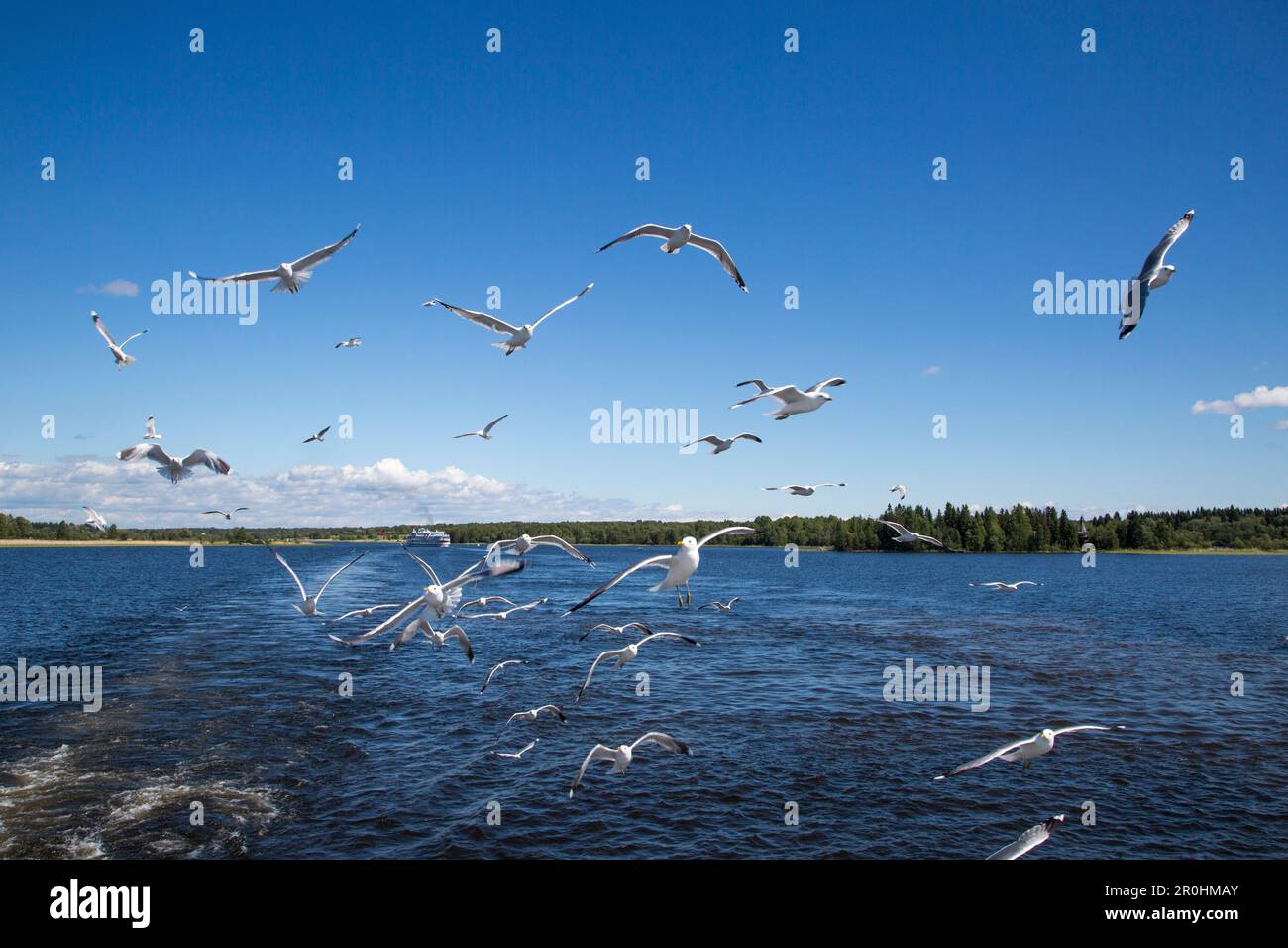 Möwen hinter dem Kreuzfahrtschiff MS General Lavrinenkov (Orthodox Cruise Company), Lake Onega, Russland, Europa Stockfoto