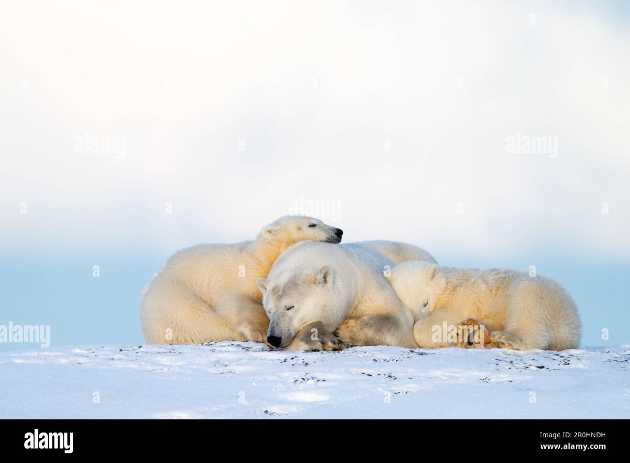 Eine Mutter Eisbär (Ursus maritimus) kuschelte mit ihren beiden Jungen. Fotografiert im Arctic National Wildlife Refuge, Alaska. Stockfoto