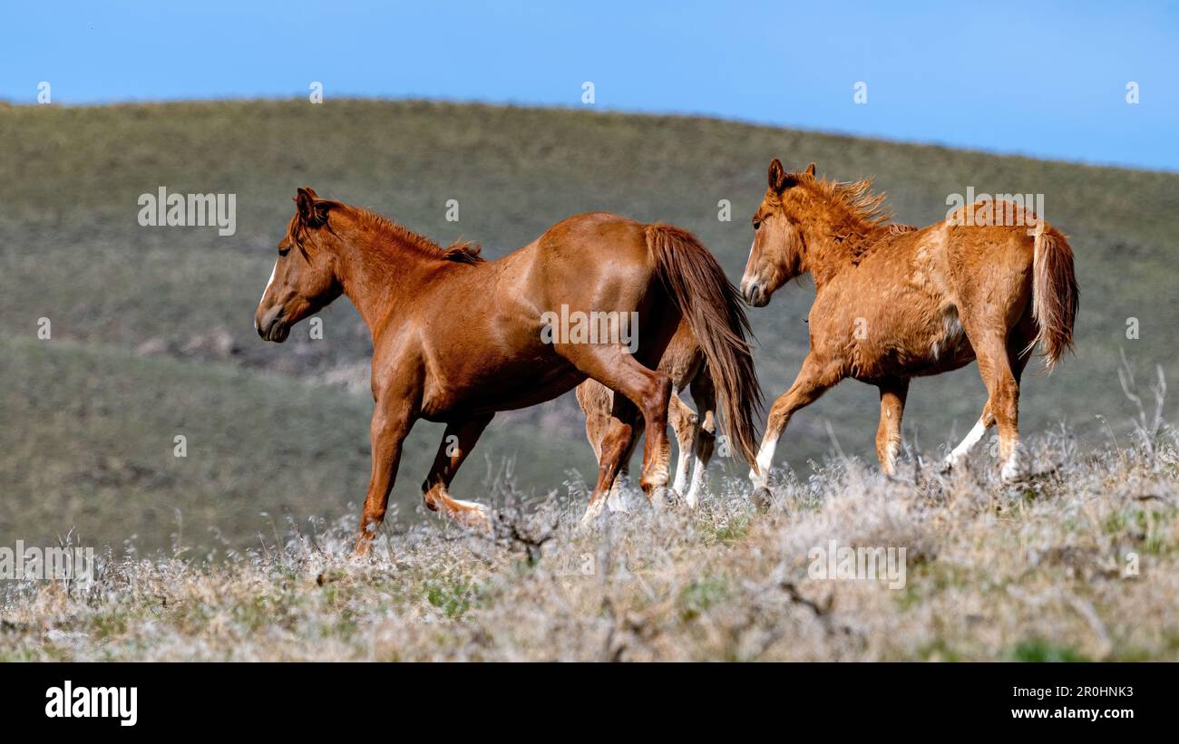 Braune wilde Mustangs laufen in der Wüste von Süd-Idaho Stockfoto