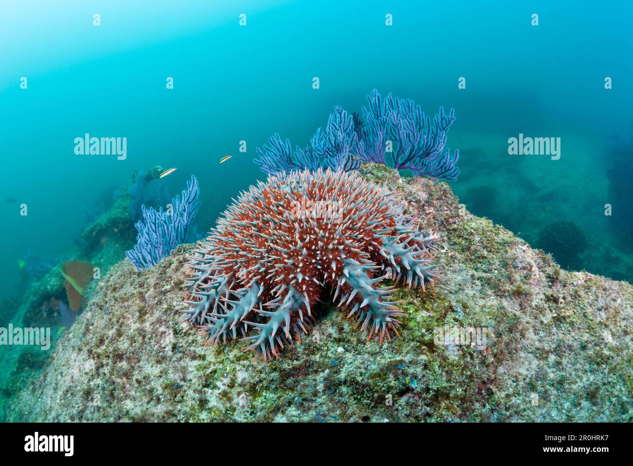 Dornenkronen-Seestern am Korallenriff, Acanthaster Planci, Marine Nationalpark Cabo Pulmo, Baja California Sur, Mexiko Stockfoto