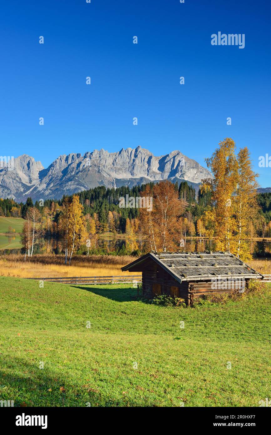 Birken in Herbstfarben vor dem Schwarzsee mit Blick auf den Wilder Kaiser mit Karlspitzen, Regalmspitze, Ackerlspitze und Maukspitze, See Stockfoto