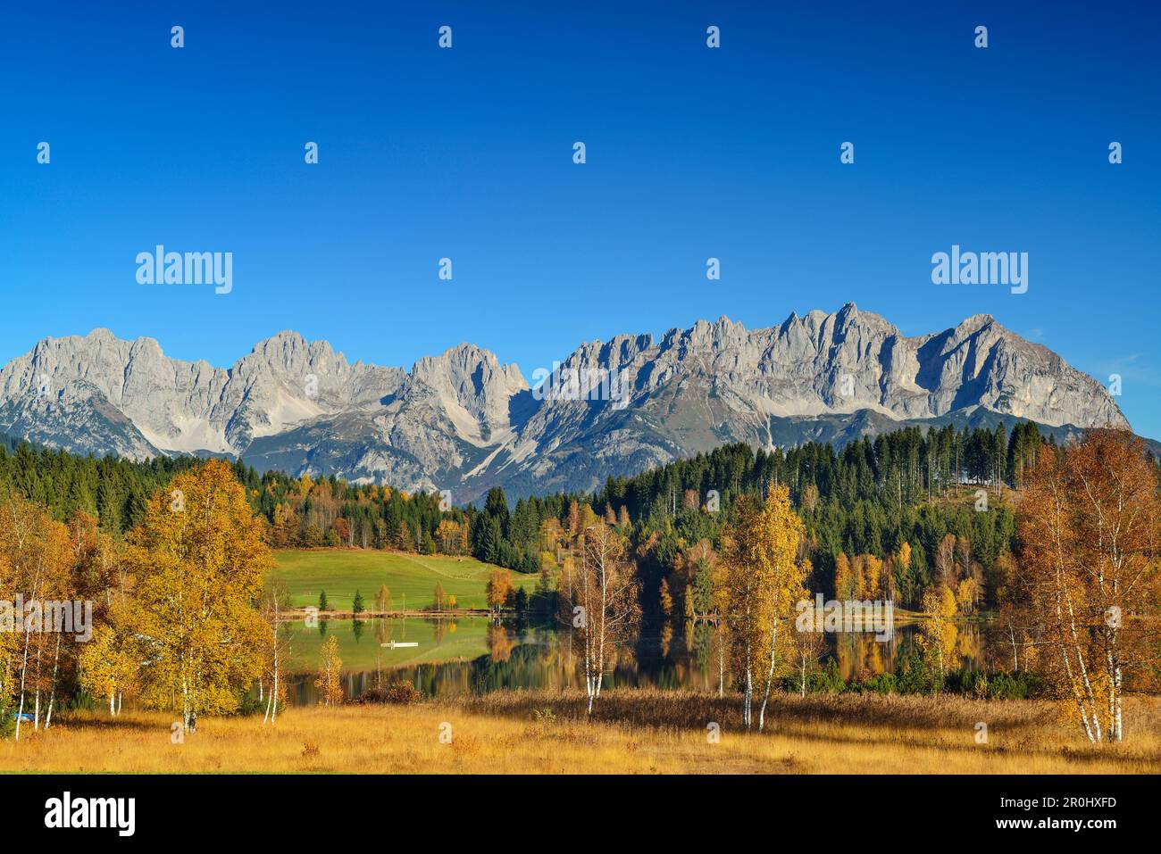 Birken in Herbstfarben vor dem Schwarzsee mit Blick auf Wilder Kaiser mit Treffauer, Ellmauer Halt, Karlspitzen, Regalmspitze, Ackerls Stockfoto