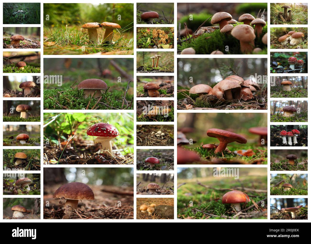 Collage mit Fotos verschiedener Wildpilze im Wald Stockfoto