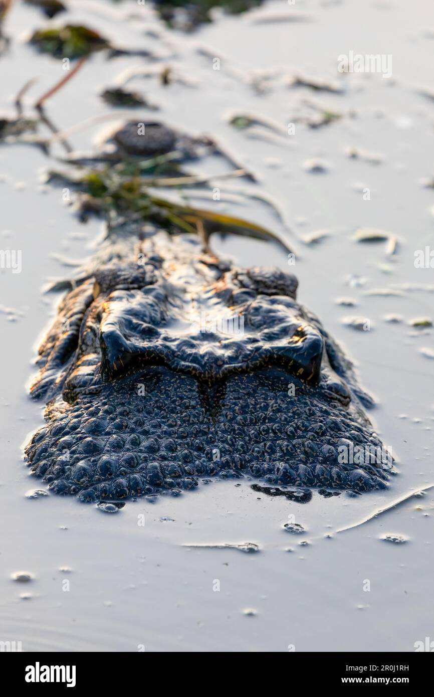 Australisches Krokodil im Kakadu-Nationalpark, Northern Territory, Australien Stockfoto