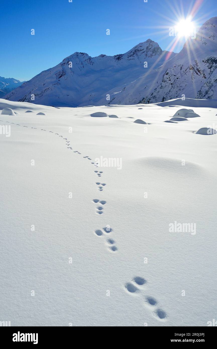 Spuren eines Kaninchens im Schnee, im Pflersch-Tal, in den Stubai-Alpen, in Südtirol, Italien Stockfoto