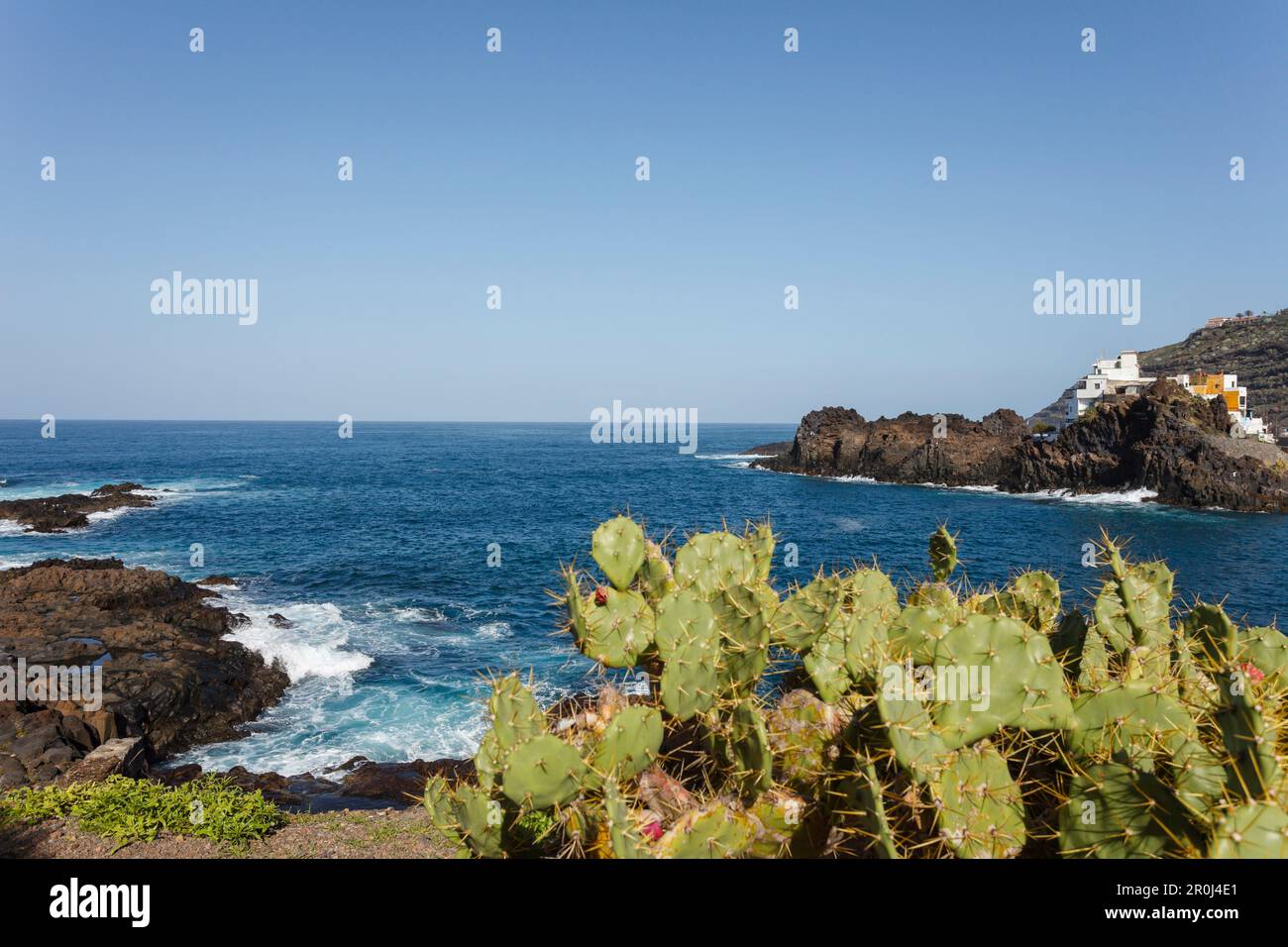 Stachelbirnen entlang einer Bucht, Küste, El Pris, Küstendorf, Atlantik, Teneriffa, Kanarische Inseln, Spanien, Europa Stockfoto