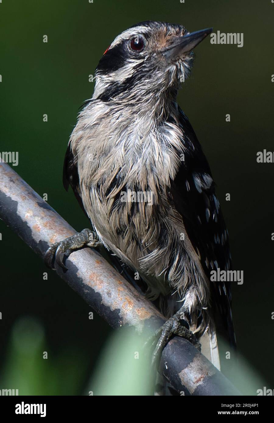 Ein Woodpecker kommt an Deck an Stockfoto