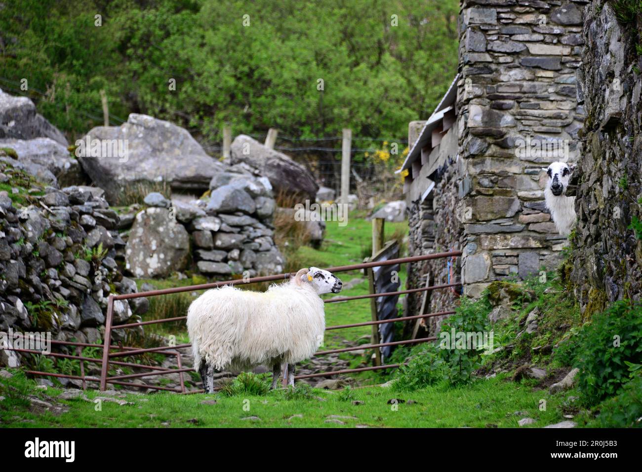 Schafe im Killarney National Park in der Nähe von Killarney, Irland Stockfoto