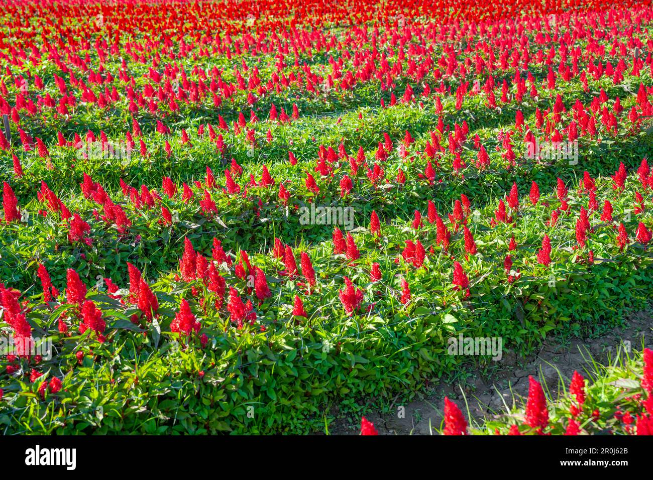 Rote Hahnenkammblütenpflanze im Garten. Stockfoto