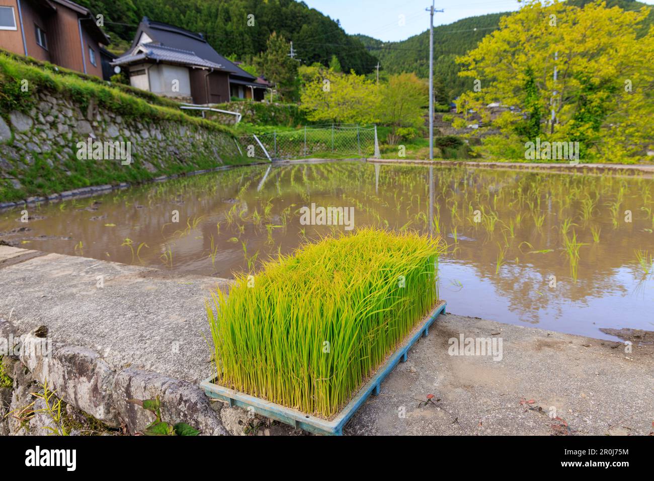 Reissägemittel auf Tablett durch kleines überflutetes Feld in einem abgelegenen japanischen Dorf Stockfoto
