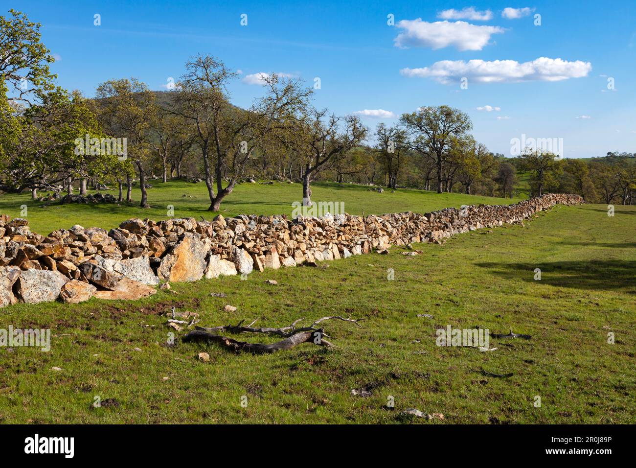 Eine Felswand und Eichen an einem grünen Hügel der Ausläufer der Sierra Nevada in Calaveras County, Kalifornien. Stockfoto