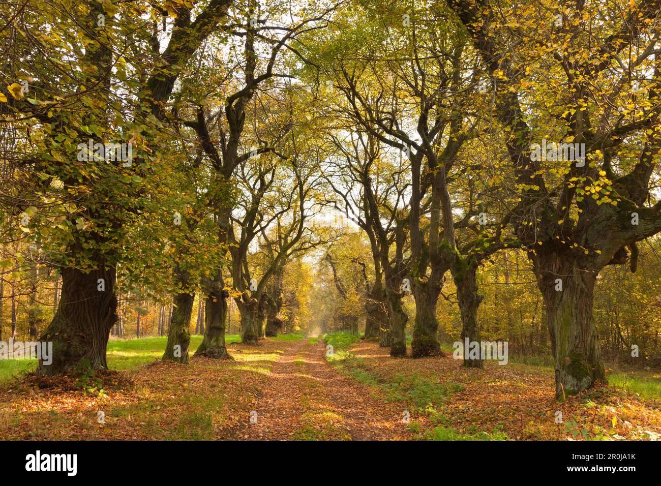 Kalk Alley, Thüringen, Deutschland Stockfoto