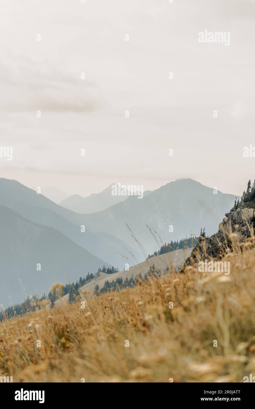 Wellenlinien unterschiedlicher Gebirgsketten werden durch die davor liegende Linie kontrastiert, die im Olympic-Nationalpark am Hurricane Ridge Tiefe und Textur erzeugt Stockfoto