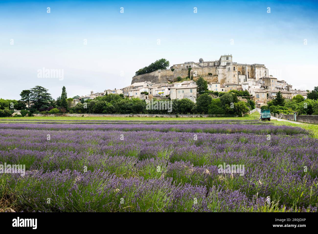 Lavendelernte, Grignan, Departement Drome, Region Rhone-Alpes, Provence, Frankreich Stockfoto
