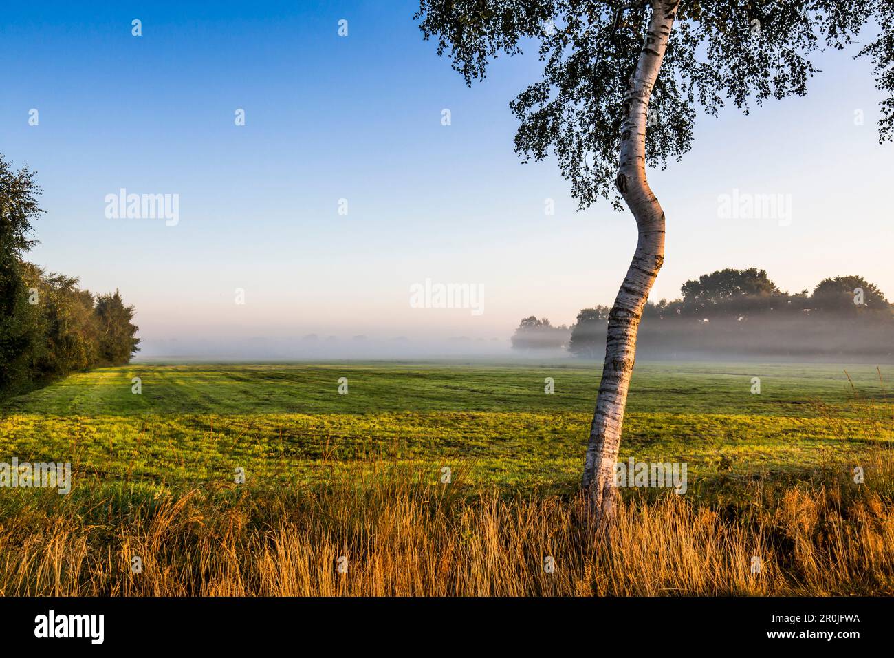 Birke, Worpswede, Teufelsmoor, Niedersachsen, Deutschland Stockfoto