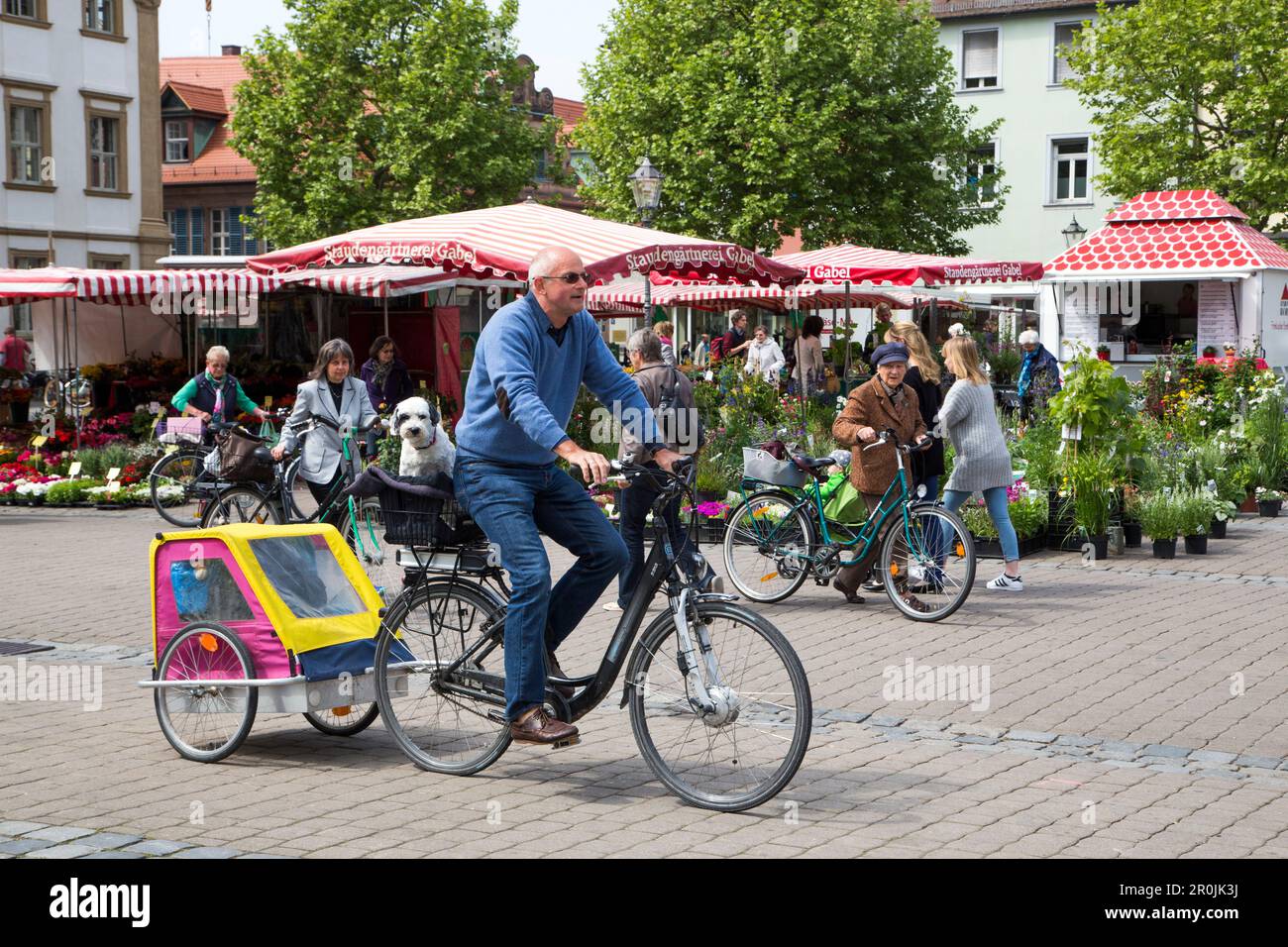 Man und Tibet Terrier Dog (Neumann) auf dem Fahrrad auf dem Marktplatz, Erlangen, Franken, Bayern, Deutschland Stockfoto