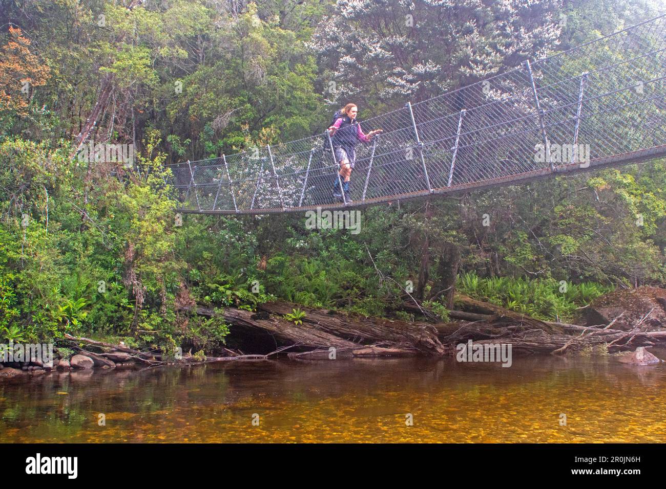 Überqueren Sie den Franklin River auf dem Weg zum Frenchmans Cap Stockfoto