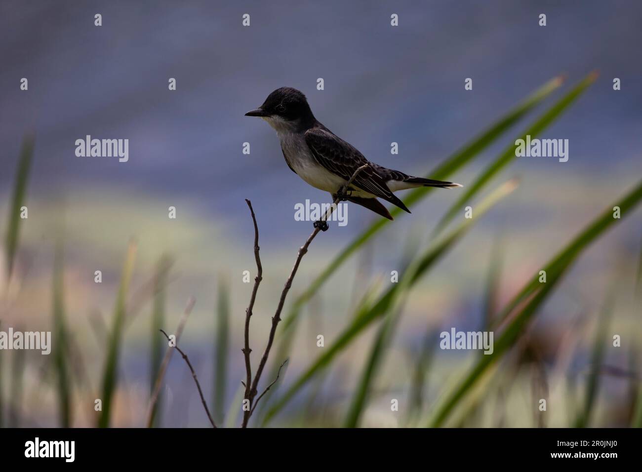 Alarmieren Sie Eastern Kingbird am Wildlife Drive des Lacassine National Wildlife Refuge in Louisiana Stockfoto
