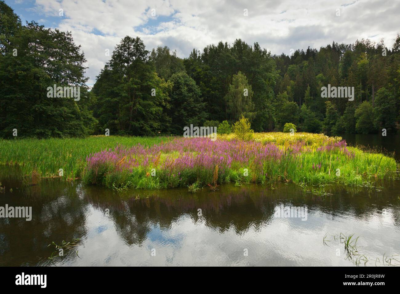 Saale Banken in der Nähe von Wasserburg schloss, Naturpark Thüringer Schiefergebirge/Obere Saale, Thüringen, Deutschland Stockfoto