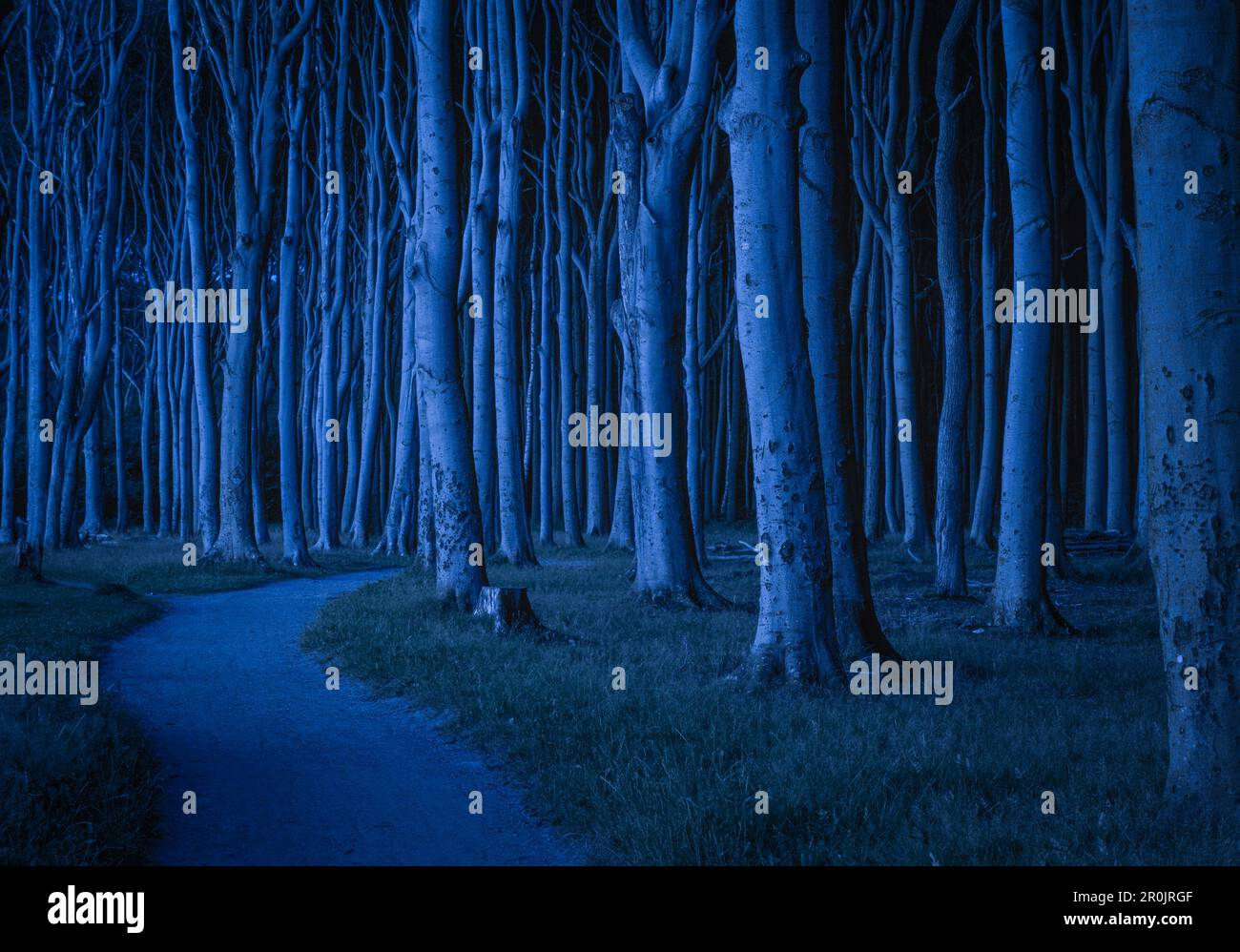 Geisterwald (Gespensterwald), ein Buchenwald an der Ostseeküste in der Nacht, Nienhagen, Rostock District, Mecklenburg-Vorpommern Stockfoto