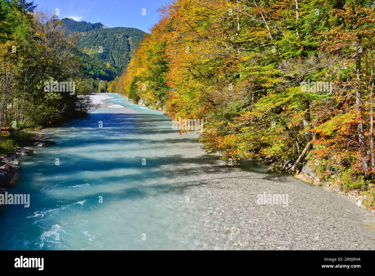 Herbstfarben im Rißbach-Tal, dem Großen Ahornboden, Hinterriß, dem Engtal-Tal, den nördlichen kalksteinalpen, Karwendel, Tirol, Österreich, Euro Stockfoto