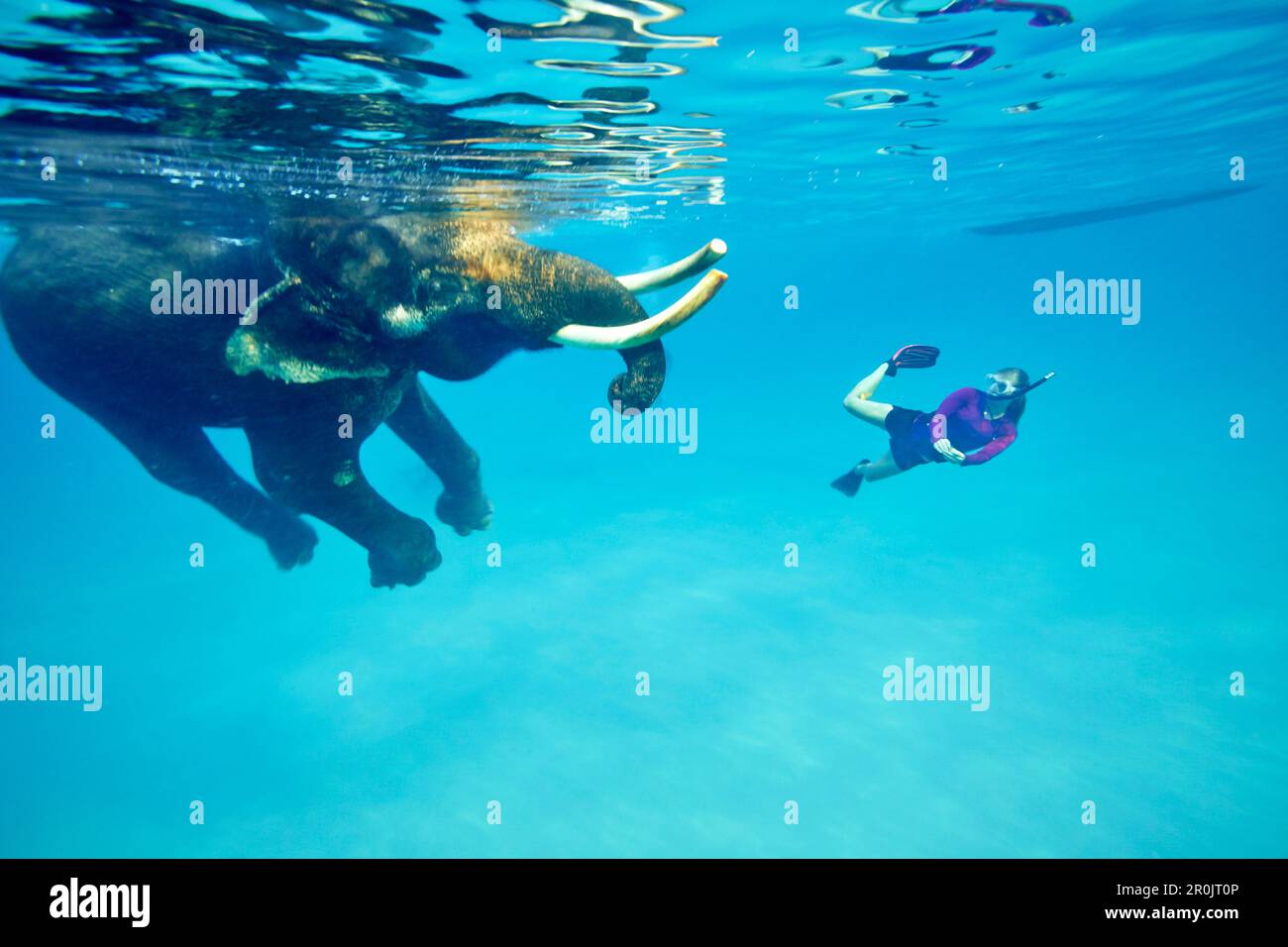 Schwimmender Elefant Rajan, Taucher von der Barefoot Scuba Diving School, begleitet von ihm, am Strand Nr. 7, Havelock Island, Andaman Islands, Union Territo Stockfoto