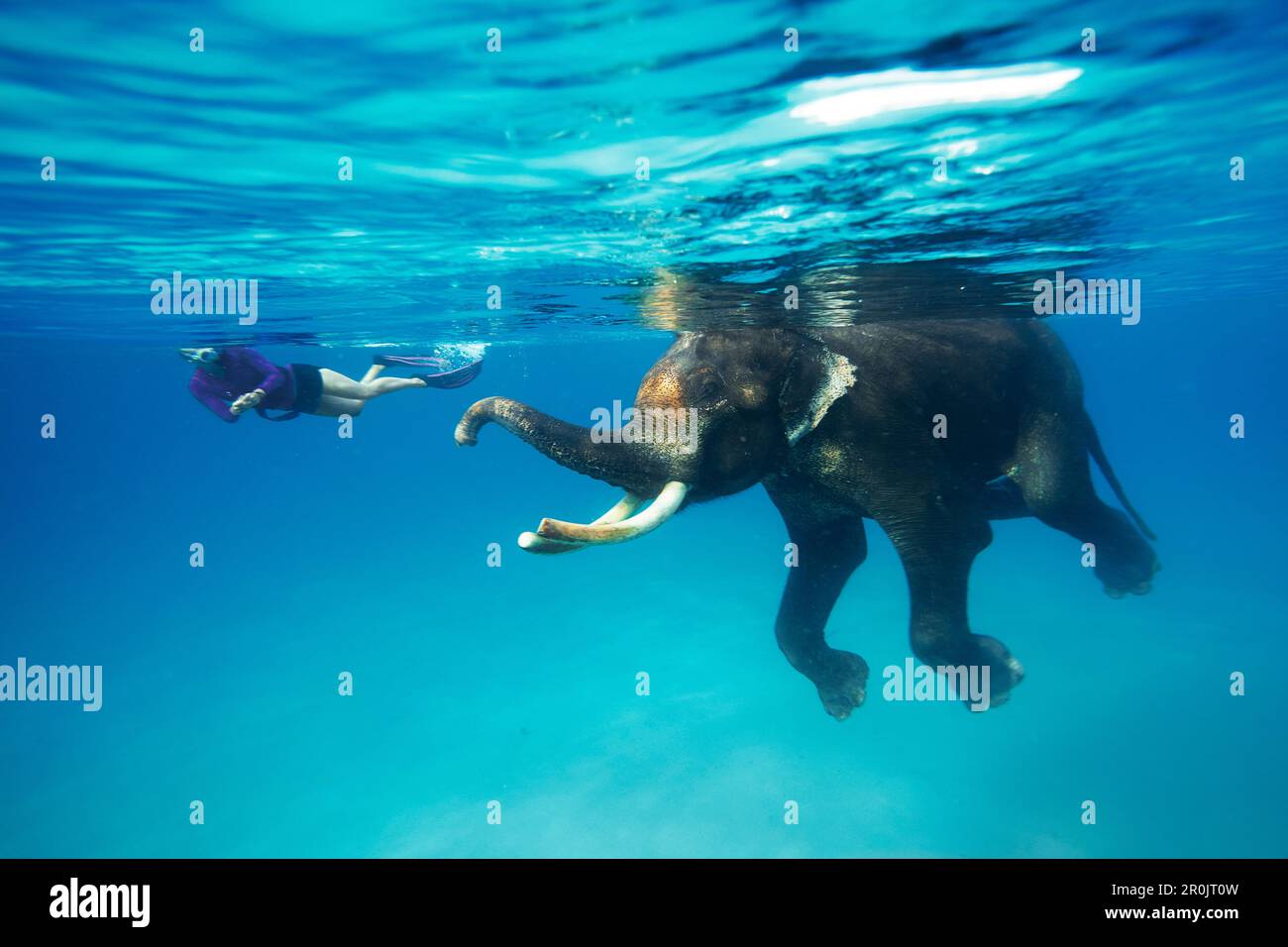 Schwimmender Elefant Rajan, Schnorchler und Taucher der Barefoot Scuba Diving School, die ihn begleitet, am Strand Nr. 7, Havelock Island, Andaman Inseln, Stockfoto