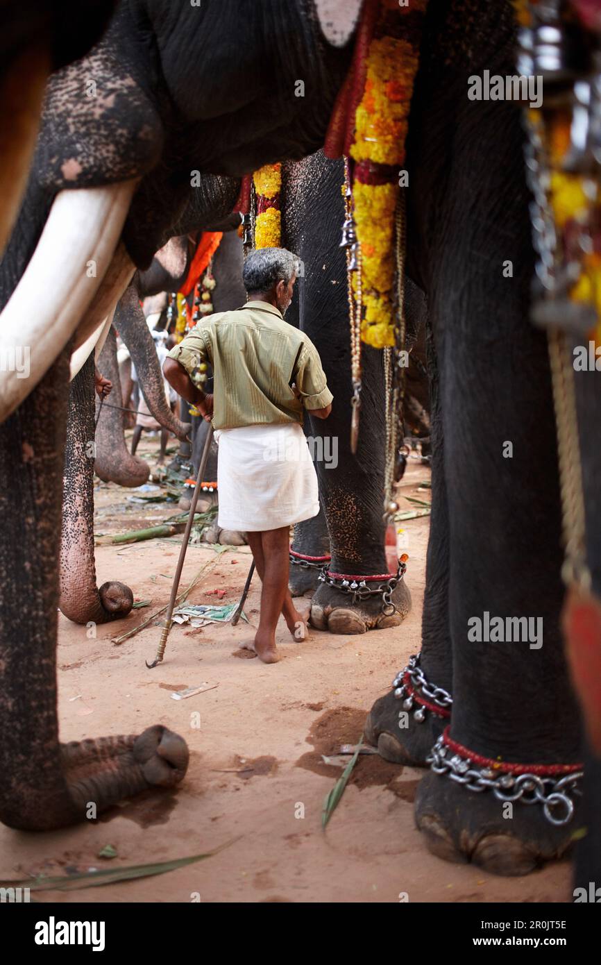 Mahout steht neben seinem Elefanten, dekorierte Elefanten in Nemmara Vela, Vela Festival findet im Sommer nach der Ernte statt, Hindu Temple Festival in Stockfoto