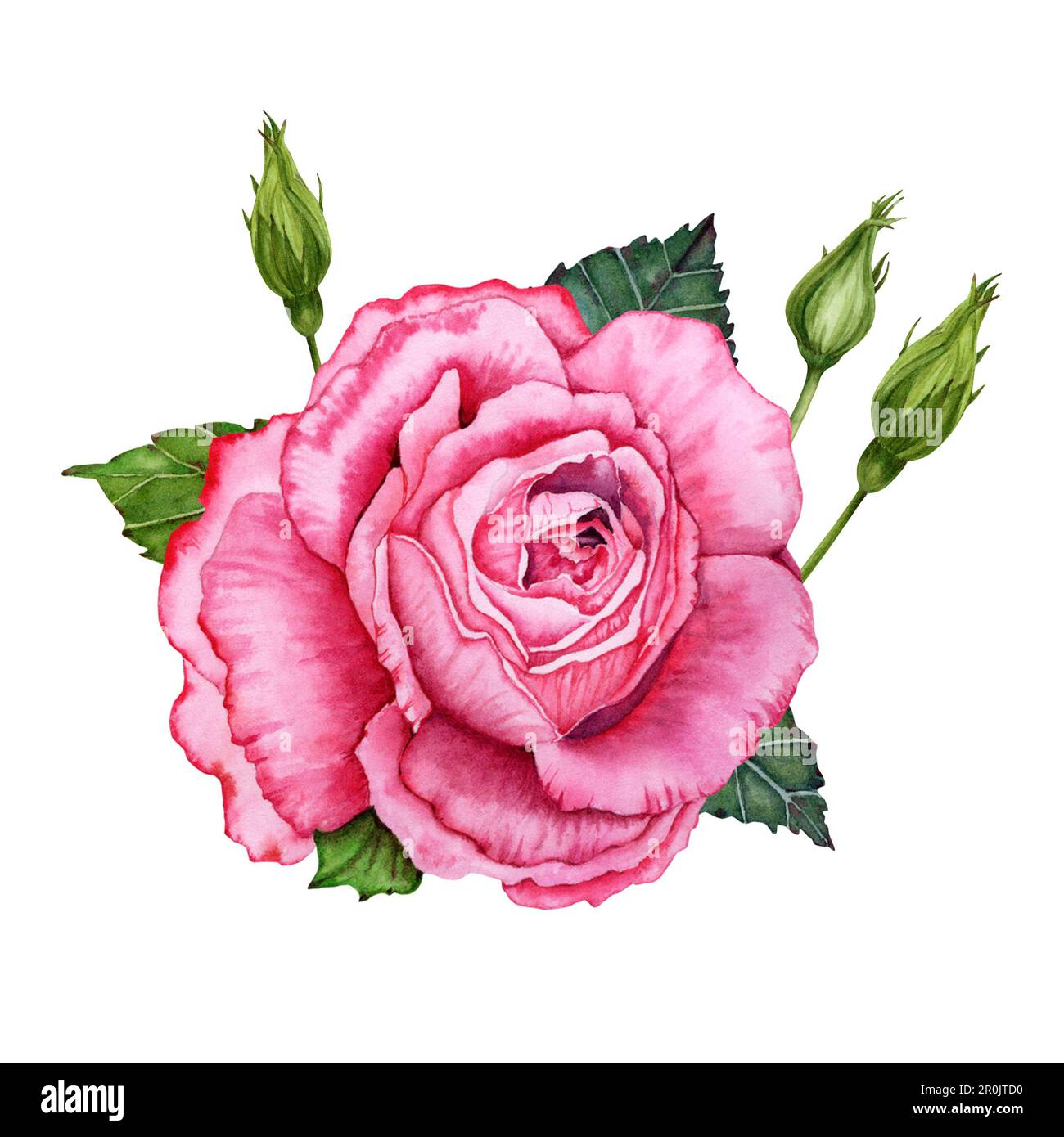 Wunderschöne botanische Illustration mit Aquarell Rosa Rose und grünen Blütenknospen. Isoliert auf weißem Hintergrund Stockfoto