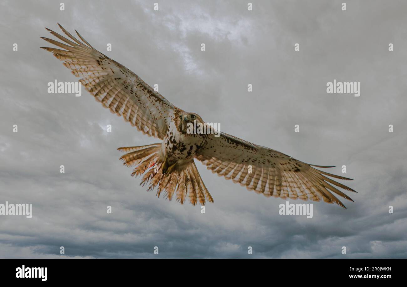 Ein majestätischer Rotschwanz-Falke erhebt sich auf die Suche nach Beute Stockfoto