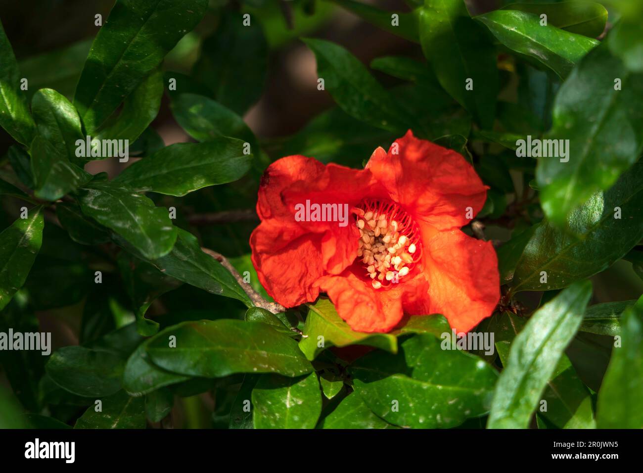 Rote Blüten und Knospen eines blühenden Granatapfelbaums aus der Nähe zwischen grünem Laub Stockfoto