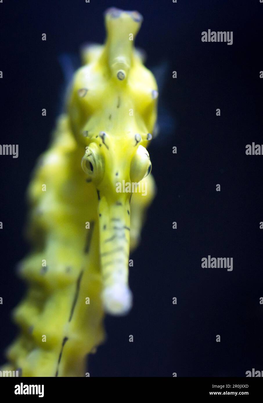 Frontale Nahaufnahme eines gelben Seepferdchens im Berliner Aquarium, Berlin Stockfoto