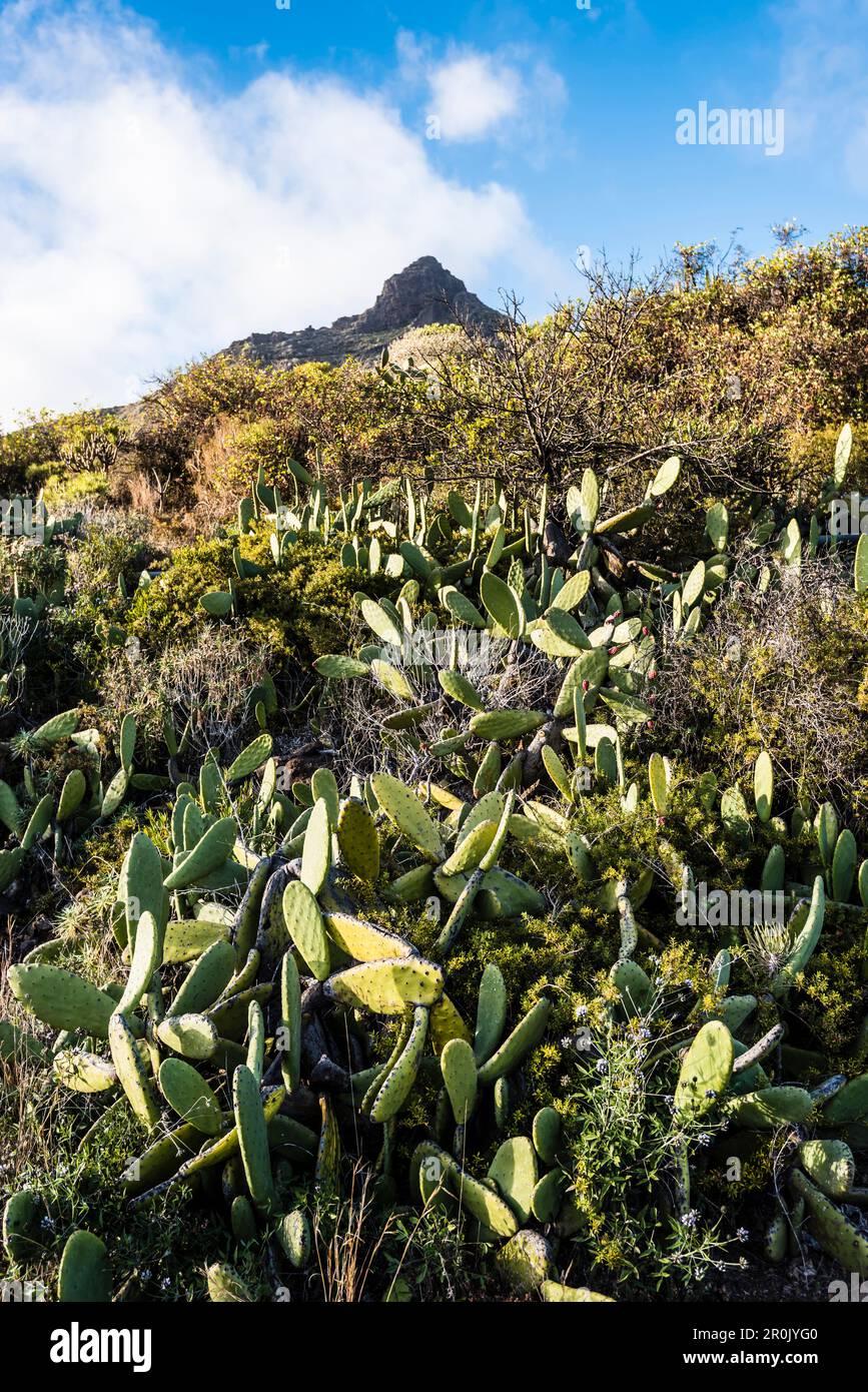 Typische dünne Landschaft mit Kakteen im Hochland rund um den höchsten Berg Teide, Provinz Santa Cruz de Tenerife, Vilaflor, Teneriffa, Kanarische insel Stockfoto