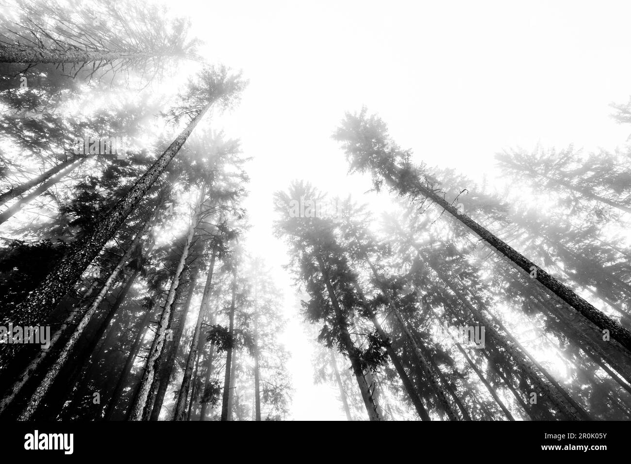 Wurmblick auf einen Nadelwald im Nebel, Radein, Südtirol, Südtirol, Südtirol, Südtirol, Italien Stockfoto