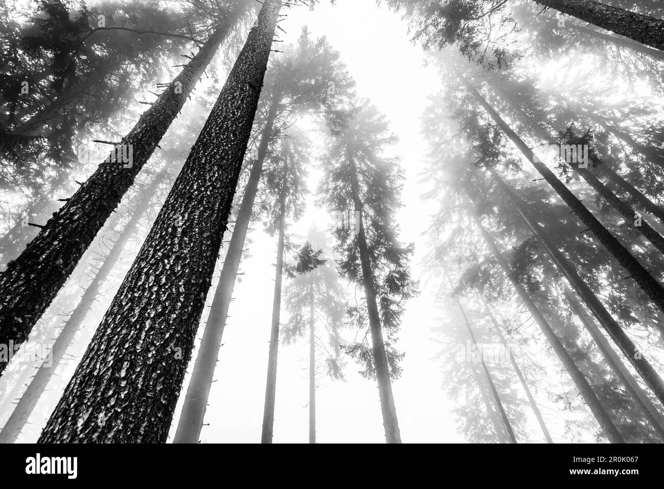 Wurmblick auf einen Nadelwald im Nebel, Radein, Südtirol, Südtirol, Südtirol, Südtirol, Italien Stockfoto