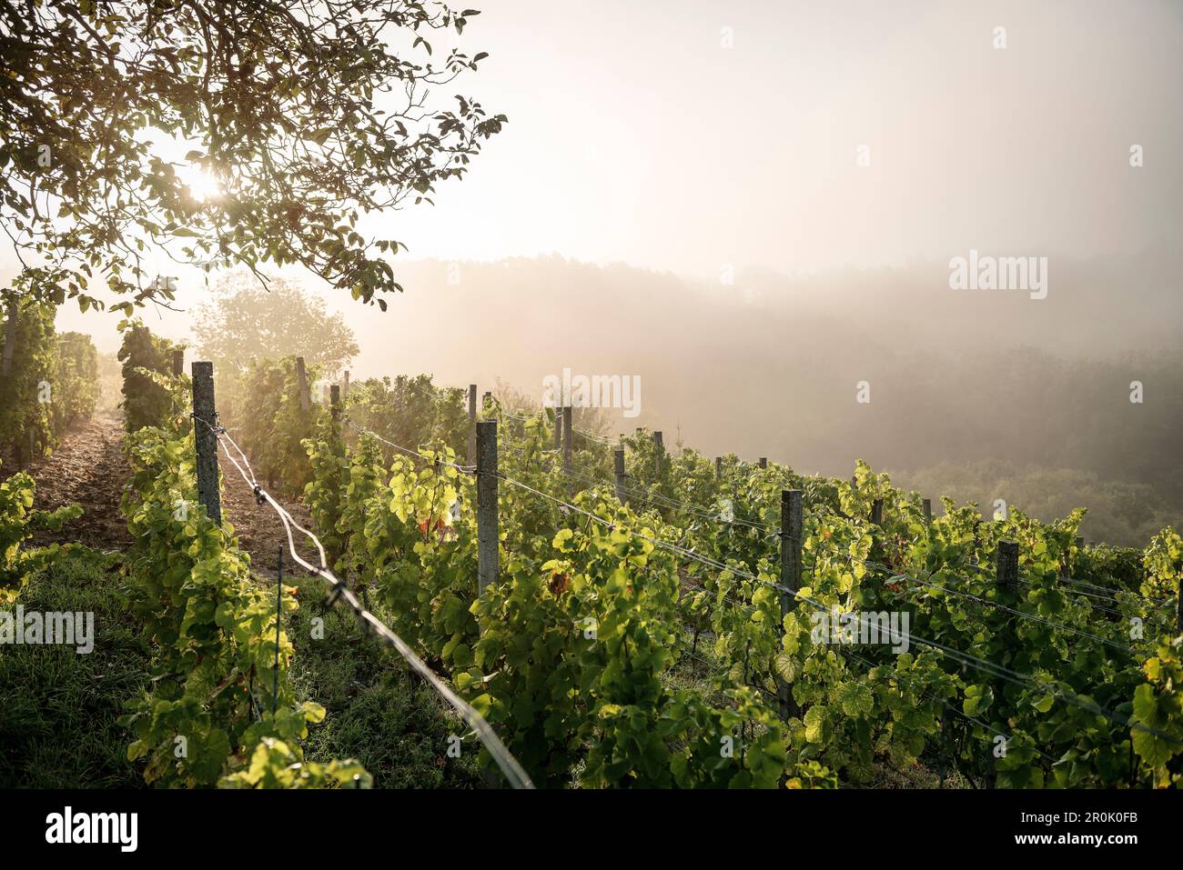 An einem Herbstmorgen scheint die Sonne durch die neblige Landschaft des Weinguts, ein Jahrgang in Ickelheim, Frankonien, Bayern, Deutschland Stockfoto An einem Herbstmorgen scheint die Sonne durch die neblige Landschaft des Weinguts, ein Jahrgang in Ickelheim, Frankonien, Bayern, Deutschland Stockfoto