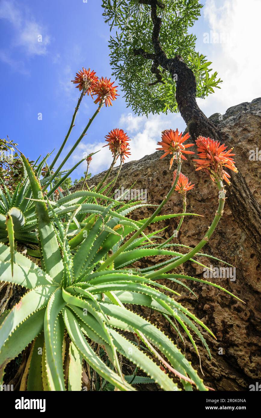 Aloe Vera in Blüte, Cathedral Peak, Mlambonja Wilderness Area, Drakensberg, uKhahlamba-Drakensberg Park, UNESCO-Weltkulturerbe Maloti-Drakensbe Stockfoto
