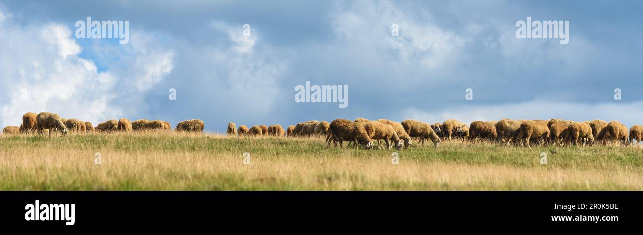 Schafherde weiden auf Weideflächen auf einem Freilandmilchlandgrundstück in der Region Zlatibor, Serbien. Selektiver Fokus. Stockfoto