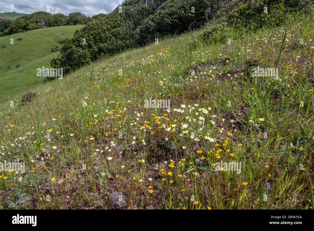 Frühlingszeit in Kalifornien: Gemischte Wildblumen blühen auf einem Feld im Marin County, Kalifornien. Stockfoto
