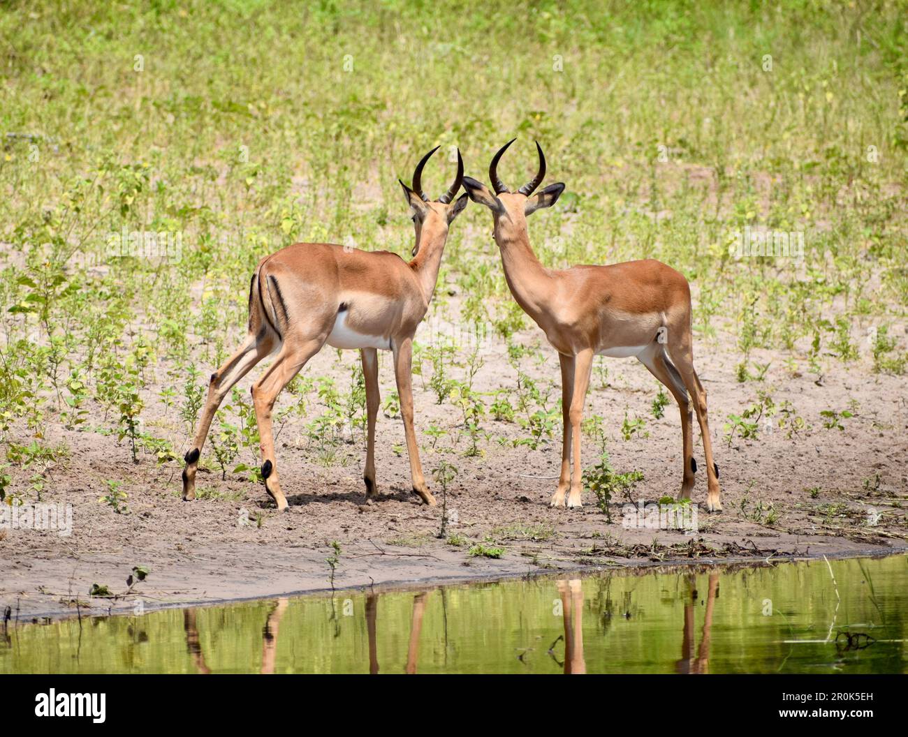 Ein Paar junge männliche Impalas an der Küste, die sich gegenüberstehen und zur Seite von der Kamera weg schauen Stockfoto