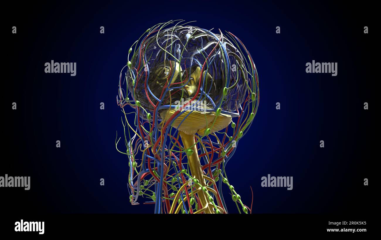Menschliche Hirnanatomie für die medizinische Konzeptdarstellung 3D Stockfoto