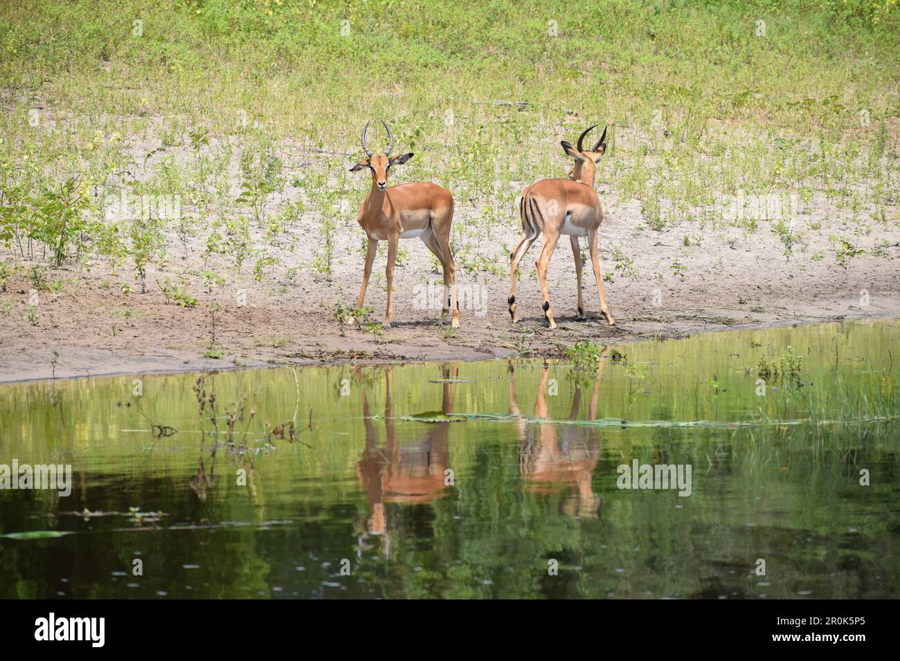 Impalas stehen in der Richtung gegenüber mit Wasserreflexion am Chobe-Fluss Stockfoto